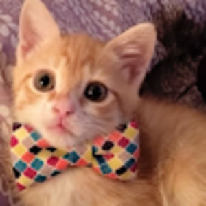 Meet your Posher, Zoraida